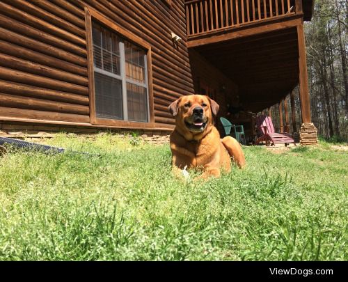 Darwin, our rott/lab mix enjoying the sun