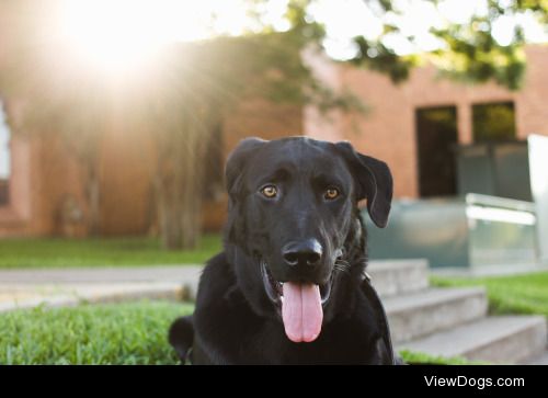 This is my beautiful year old lab, Rook.