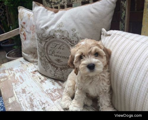 Fergus is a nine-week old Cockapoo. He loves chasing after new…