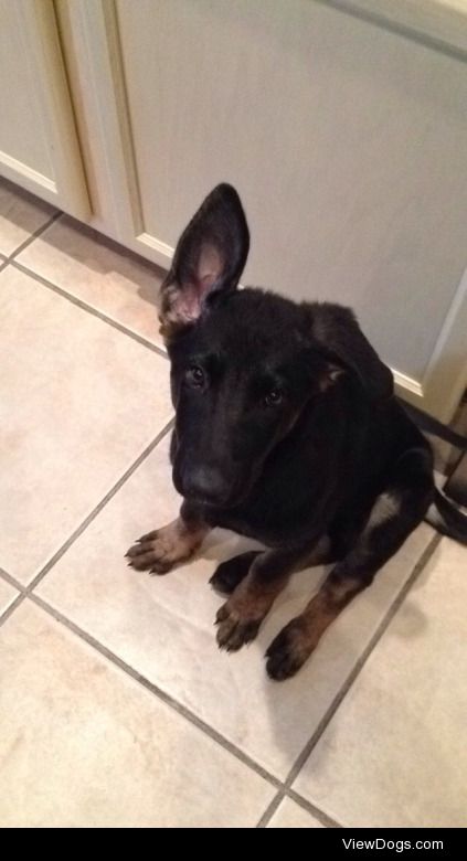 this is Penelope, my 3 month old German Shepherd. she’s still…
