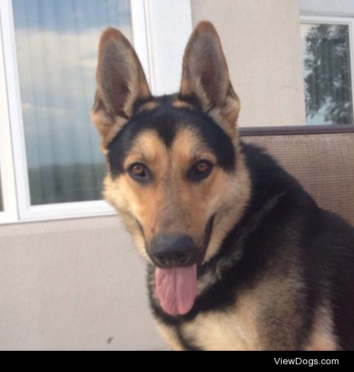 sleepcrazzzy:

Hey! I have a three year old German Shepard. He…