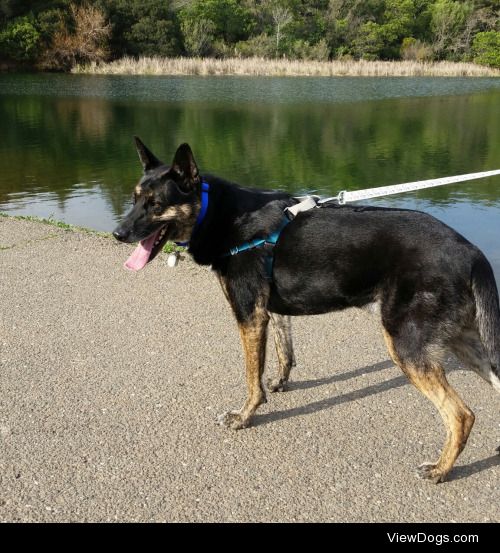 my handsome boy Jake walks by the lake a few months ago ~…