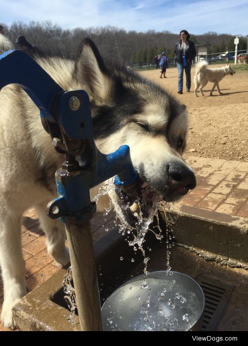 borisandtasha:

Our giant Malamute buddy, Max, for handsomedogs…