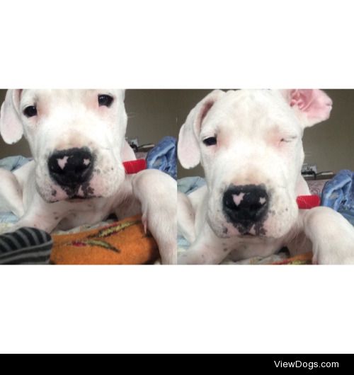 Nova, our 2 month old Dogo Argentino puppy can be such a flirt