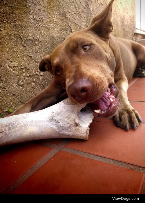 My Grandma’s dog Sadie the doberman/sausage mix. She’s been…