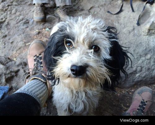 Pup named Tormenta in Cajon del Maipo, Chile