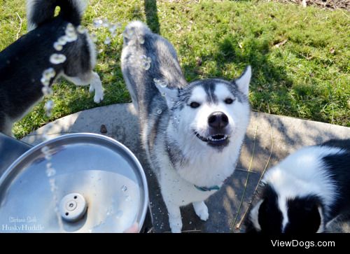 huskyhuddle:

handsomedogs Thirsty Thursday! Hubble attacking…