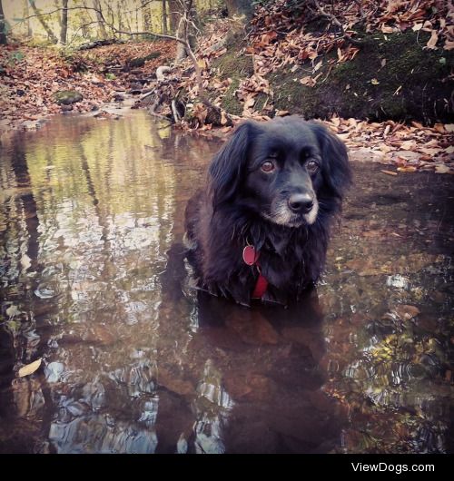 Gracie’s favorite hiking and swimming spot! My little…