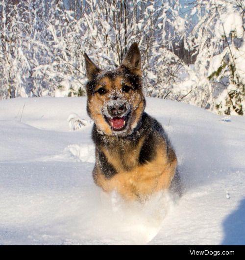 Rada and her favorite activity – running through deep snow. For…