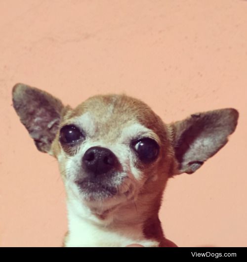 My Chihuahua Rambo looking concerned in this picture…