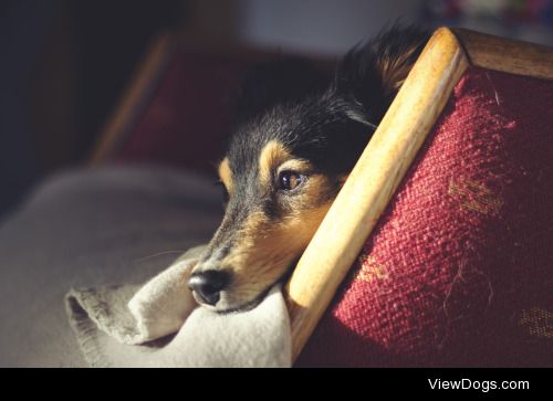 spartathesheltie:

handsomedogs Sleepy Saturday: Nothing beats a…