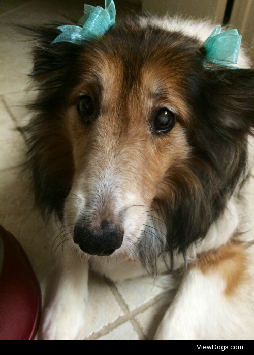 Hi, my name is Cassie and I am a fierce 10-year-old sheltie who…