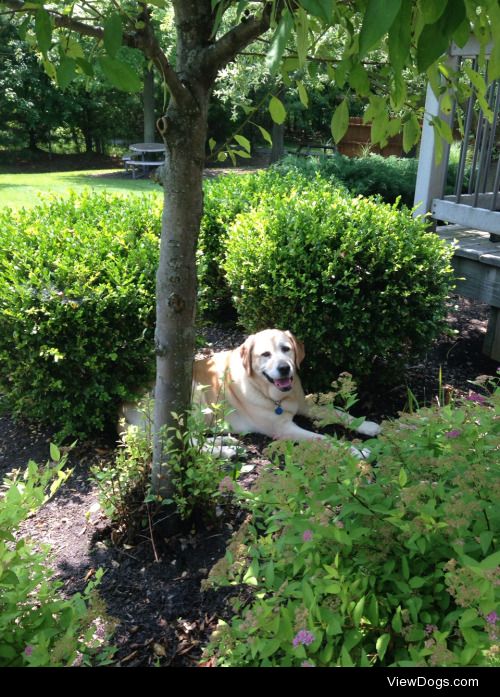 Pasta loves relaxing in the shade :)