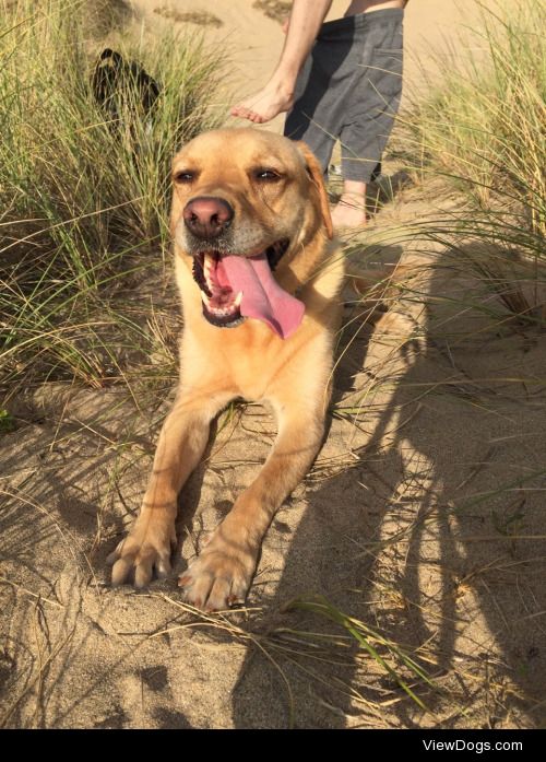 This is Lola, she’s a 4 year old golden Labrador. She’s a big…