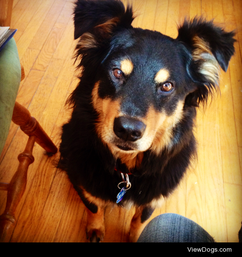 Hogan, my 4 year old rottweiler/border collie mix. He’s my very…