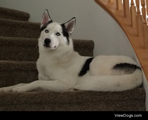 Echo & Nova
Siberian Husky