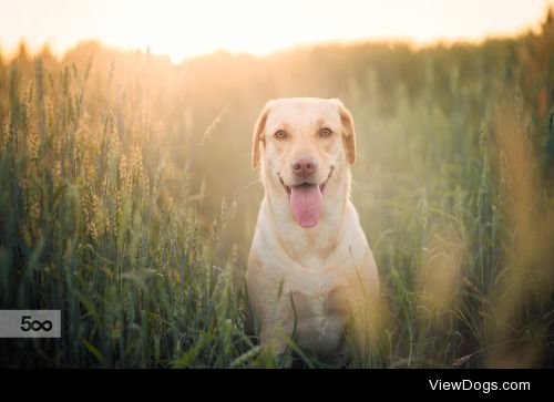 Say treat! | Marko Roppo