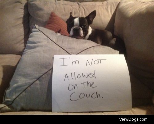 The dog’s on the couch again!

Mommy and Daddy don’t…
