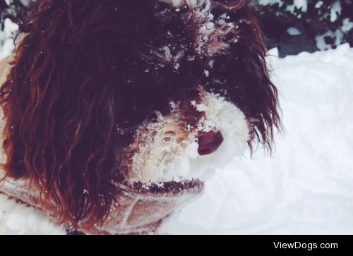 this is my beautiful girl jenna <3 she is a havanese and was…