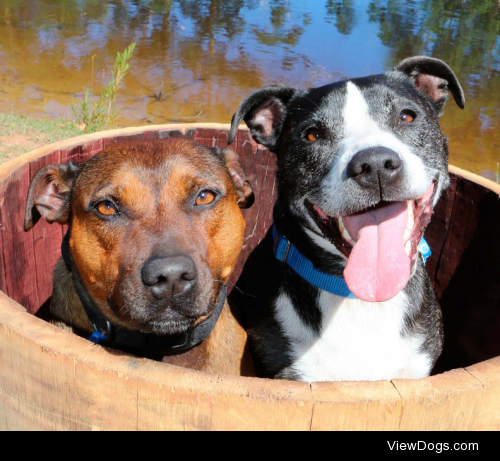 My dog Buddy (on the right) and his friend Zephyr, photographed…