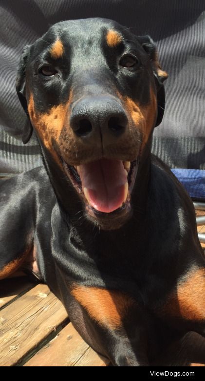 Kobi the Dobe. What a nerd. He loves being in the sun so much.