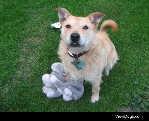 My wonderful pup Scruffy. He’s nearly twelve now, but still full…