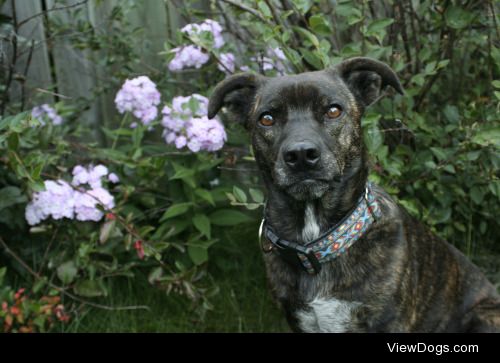 My sweet Sally posing by some flowers