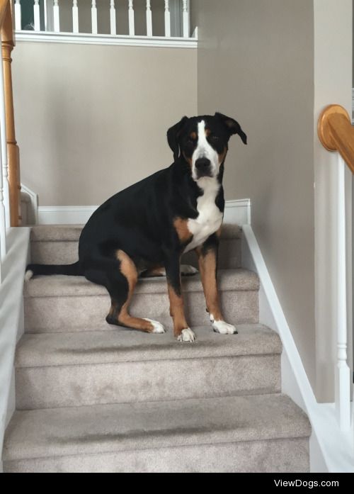 Our 1 year old Greater Swiss Mountain Dog, Matilda or “Tilley”