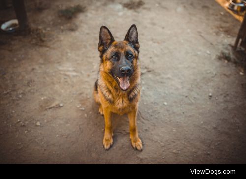 German Shepherd | Balazs Varga