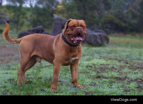 Merlo – The Dogue de Bordeaux! Woof!