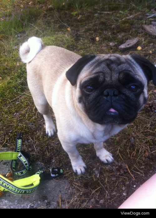 this is my darling pug, otto! just brushed and as sweet as ever!