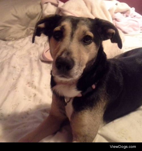 This is my (mutt/mixed) dog Lacie she’s 8 years old. She’s a…