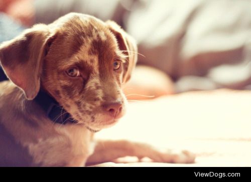This is Copper; he’s 11 weeks old and was just recently rescued…