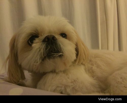 This is my beautiful girl Lady! She is a purebred Shih Tzu and…