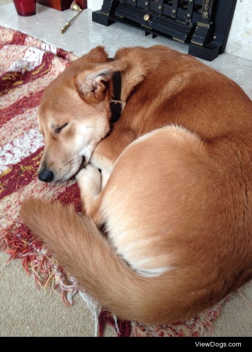 My mum’s dog Zac. Part Staffy, part German Shepard, 100%…