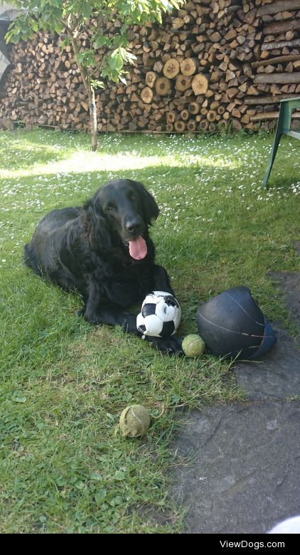 This is Indi my 7 year old Flat-Coated Retriever! ❤
He is my…