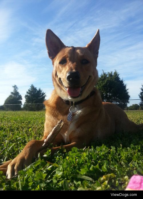 Courage the American Dingo