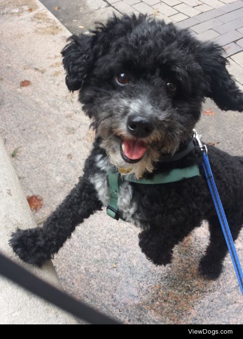 Banneker, my three-year-old miniature schnauzer/poodle mix, at…