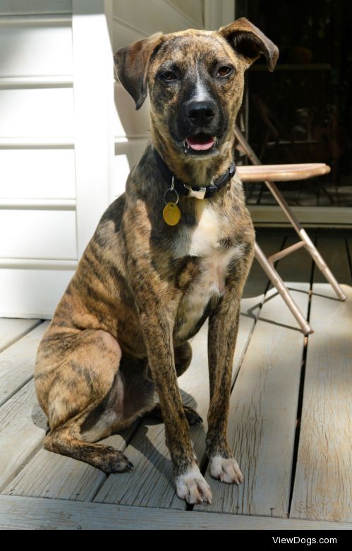 My plott hound mix, Wilson, looking oh so handsome in the sun on…