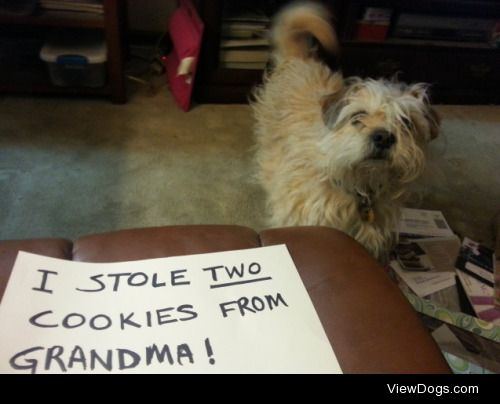 I Stole Two Cookies From Grandma

Pippin is a Border…