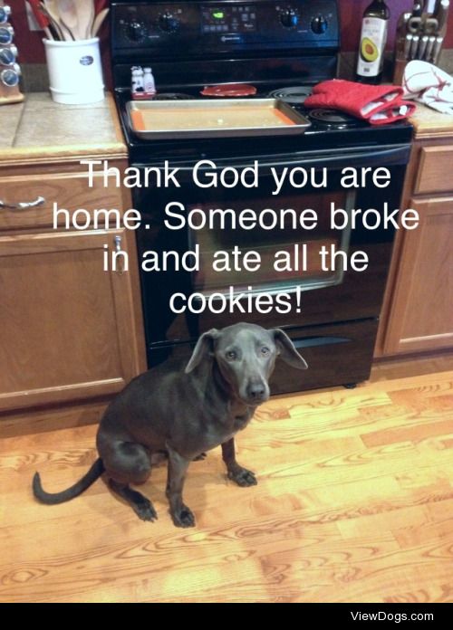Who’s really to blame?

Dagger, our Blue Lacy, has…