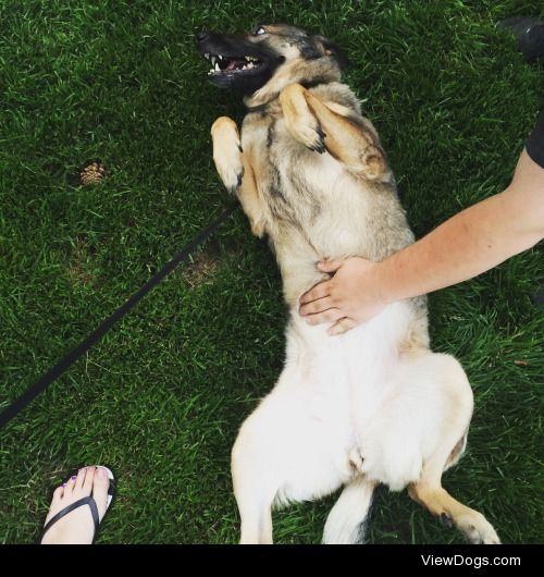 This is Sasha, our 3 year old German Shepard. She acts crazy…