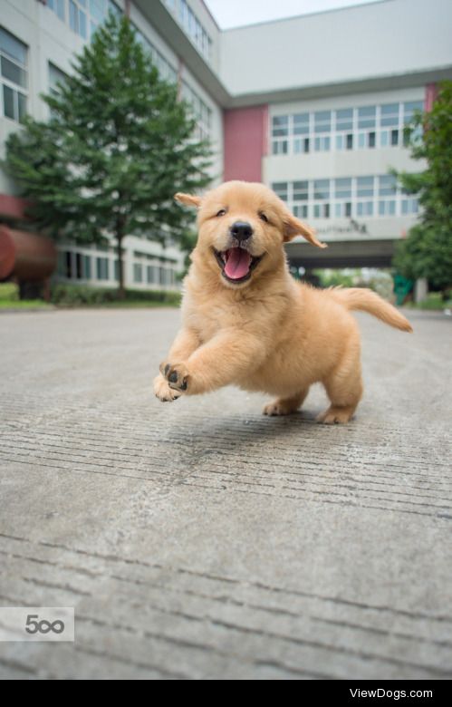 Happy golden retriever baby | zhao hui