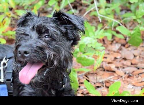 Milo the Miniature Schnauzer