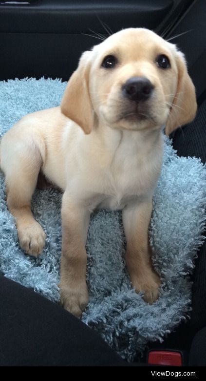 This is Cassie! She is a yellow lab and is now 17 weeks old!