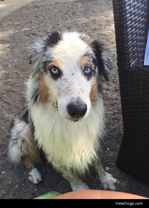 My gorgeous dork of a dog, Romeo. 