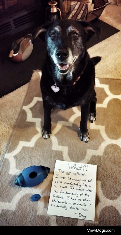 Doggie Deflate-Gate

“What?! It’s not deflated. I…