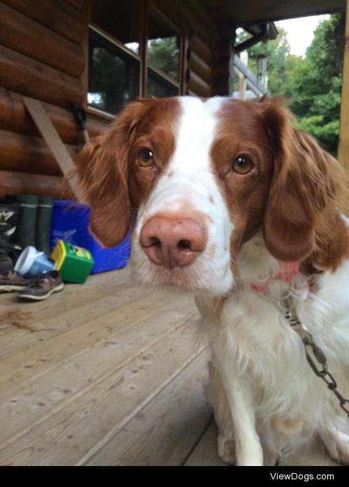 This is Taz, my 5 year old Brittany Spaniel
