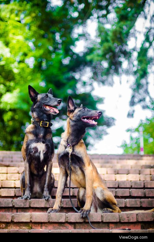 theseinconvenientfireworks:

Belgian Malinois, Siege and Fly…