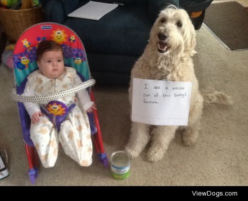 A new baby and a hungry dog is a bad formula

I ate a whole can…